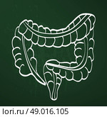 large intestine chalk painted on the chalkboard. Стоковая иллюстрация, агентство Ingram Publishing / Фотобанк Лори