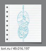 alimentary system on paper. Стоковая иллюстрация, агентство Ingram Publishing / Фотобанк Лори