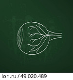 eye anatomy chalk painted on the chalkboard vector illustration. Стоковая иллюстрация, агентство Ingram Publishing / Фотобанк Лори