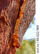 Castellon alcornocal in Sierra Espadan cork tree forest in Valencian Community of Spain. Стоковое фото, агентство Ingram Publishing / Фотобанк Лори