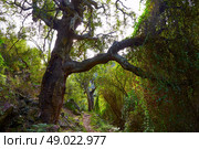 Castellon alcornocal in Sierra Espadan cork tree forest in Valencian Community of Spain. Стоковое фото, агентство Ingram Publishing / Фотобанк Лори