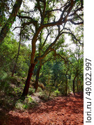 Castellon alcornocal in Sierra Espadan cork tree forest in Valencian Community of Spain. Стоковое фото, агентство Ingram Publishing / Фотобанк Лори