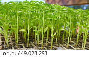 outbreaks sprouts in nursery of Solanaceae vegetables at Spain. Стоковое фото, агентство Ingram Publishing / Фотобанк Лори