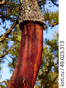 Castellon alcornocal in Sierra Espadan cork tree forest in Valencian Community of Spain. Стоковое фото, агентство Ingram Publishing / Фотобанк Лори