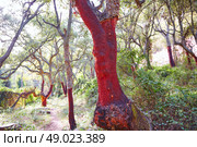 Castellon alcornocal in Sierra Espadan cork tree forest in Valencian Community of Spain. Стоковое фото, агентство Ingram Publishing / Фотобанк Лори