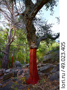 Castellon alcornocal in Sierra Espadan cork tree forest in Valencian Community of Spain. Стоковое фото, агентство Ingram Publishing / Фотобанк Лори