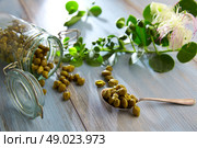 Capers pickled with plant and caper plant flower on vintage spoon. Стоковое фото, агентство Ingram Publishing / Фотобанк Лори