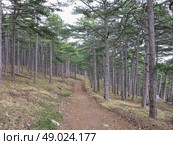 Прогулка по тропе Палласа. Крым. Редакционное фото, фотограф Татьяна Т / Фотобанк Лори