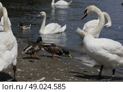 Ducks, Mallards and swans flock on pond 8436. Стоковое фото, агентство Ingram Publishing / Фотобанк Лори