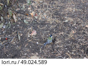 Titmouse bird on ground in forest 1316. Titmouse bird on ground 1316. Стоковое фото, агентство Ingram Publishing / Фотобанк Лори