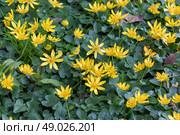 Чистяк весенний, или Лютик весенний (лат. Ranunculus ficaria) Стоковое фото, фотограф Елена Арсентьева / Фотобанк Лори