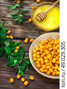 Medicinal the decoction of buckthorn berries. Стоковое фото, агентство Ingram Publishing / Фотобанк Лори