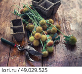Cut autumn plants. sheaf of cut plants on the background of secateurs on wooden table. Стоковое фото, агентство Ingram Publishing / Фотобанк Лори