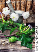 Datura Stramonium. Stems of herbaceous medicinal plants genus Datura Nightshade family with poppy seeds on the background mortar with pestle.Selective focus. Стоковое фото, агентство Ingram Publishing / Фотобанк Лори