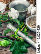 Datura Stramonium. Stems of herbaceous medicinal plants genus Datura Nightshade family with poppy seeds on the background mortar with pestle.Selective focus. Стоковое фото, агентство Ingram Publishing / Фотобанк Лори
