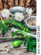 Datura Stramonium. Stems of herbaceous medicinal plants genus Datura Nightshade family with poppy seeds on the background mortar with pestle.Selective focus. Стоковое фото, агентство Ingram Publishing / Фотобанк Лори