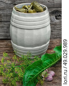 pickled cucumbers. Pickled cucumbers with dill on wooden background in country style.Photo tinted. Стоковое фото, агентство Ingram Publishing / Фотобанк Лори