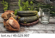 pickled cucumbers. Pickled cucumbers with dill and vodka shot glass on wooden background in country style.Photo tinted.Selective focus. Стоковое фото, агентство Ingram Publishing / Фотобанк Лори