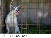 A fighting breed pit bull terrier dog sits in an enclosure and chews on a cage. Стоковое фото, фотограф Лазаренко Светлана / Фотобанк Лори