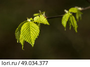 High resolution photo in best quality. Стоковое фото, агентство Ingram Publishing / Фотобанк Лори