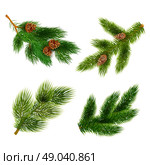 Fir and pine trees branches icons set . Pine tree branches with cones for chrismas decorations 4  icons set composition banner  realistic abstract vector illustration. Стоковая иллюстрация, агентство Ingram Publishing / Фотобанк Лори