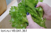 Close up of woman washing fresh green salad leaves under the faucet in stylish kitchen sink, splashes. Female hands rinsing lettuce with tap water. Food safety. Vegan vegetable leaf salad preparation. Стоковое видео, видеограф Марина Демидюк / Фотобанк Лори
