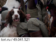 Springer spaniel portrait with his master on a shoot. Стоковое фото, агентство Ingram Publishing / Фотобанк Лори