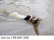 Spaniel retrieving pheasant from water. Стоковое фото, агентство Ingram Publishing / Фотобанк Лори