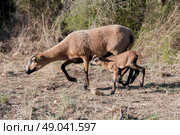 Cameroon ewe and lamb. Стоковое фото, агентство Ingram Publishing / Фотобанк Лори