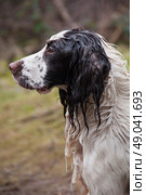 Wet liver and white spaniel working on a shoot. Стоковое фото, агентство Ingram Publishing / Фотобанк Лори