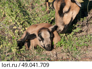 Cameroon ewe and very young lamb. Стоковое фото, агентство Ingram Publishing / Фотобанк Лори