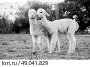 Two young alpaca friends. Стоковое фото, агентство Ingram Publishing / Фотобанк Лори