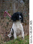 Black and white springer spaniel out shooting. Стоковое фото, агентство Ingram Publishing / Фотобанк Лори