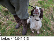 Liver and white springer spaniel at heel. Стоковое фото, агентство Ingram Publishing / Фотобанк Лори