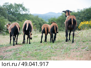 Flock of Cameroon sheep. Стоковое фото, агентство Ingram Publishing / Фотобанк Лори