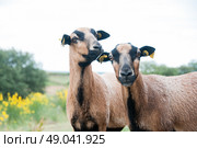 Pair of a Cameroon sheep. Стоковое фото, агентство Ingram Publishing / Фотобанк Лори