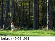 Liver and white springer spaniel in the woods. Стоковое фото, агентство Ingram Publishing / Фотобанк Лори