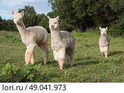 Group of three young alpacas. Стоковое фото, агентство Ingram Publishing / Фотобанк Лори