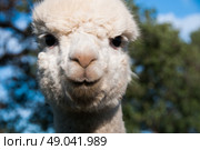 Young alpaca portrait. Стоковое фото, агентство Ingram Publishing / Фотобанк Лори