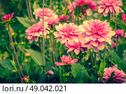 Violet Dahlia flowers in a garden at summertime. Стоковое фото, агентство Ingram Publishing / Фотобанк Лори