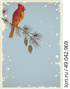 Vintage Christmas background with pine branch and cardinal bird. Стоковая иллюстрация, агентство Ingram Publishing / Фотобанк Лори