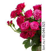 bunch  of fresh mauve roses close up  isolated on white background. Стоковое фото, агентство Ingram Publishing / Фотобанк Лори
