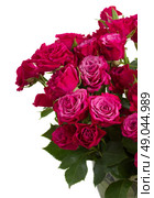 bunch  of mauve roses close up  isolated on white background. Стоковое фото, агентство Ingram Publishing / Фотобанк Лори
