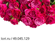 border  of mauve roses in glass vase  isolated on white background. Стоковое фото, агентство Ingram Publishing / Фотобанк Лори