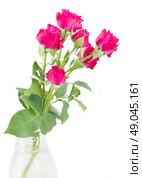 branch  of mauve roses in glass vase  isolated on white background. Стоковое фото, агентство Ingram Publishing / Фотобанк Лори