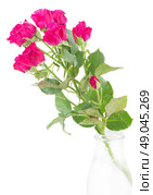 branch  of fresh mauve roses in glass vase  isolated on white background. branch of  fresh mauve roses. Стоковое фото, агентство Ingram Publishing / Фотобанк Лори