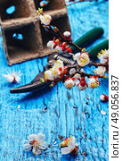 Cut flowering branch of cherry,peat pot and the shears. Стоковое фото, агентство Ingram Publishing / Фотобанк Лори