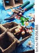 Cut flowering branch of cherry,peat pot and the shears. Стоковое фото, агентство Ingram Publishing / Фотобанк Лори