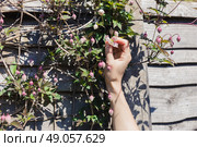 The hand of a young woman is touching the first clematis flowers to bloom in spring. Стоковое фото, агентство Ingram Publishing / Фотобанк Лори