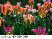 Mass planting of Tulip Orange Marmalad in vibrant orange hues with hints of yellow, creating a striking spring floral display, perfect as a background. Стоковое фото, фотограф Татьяна Терехина / Фотобанк Лори